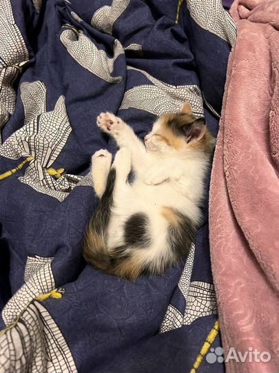 Отдам бесплатно котят