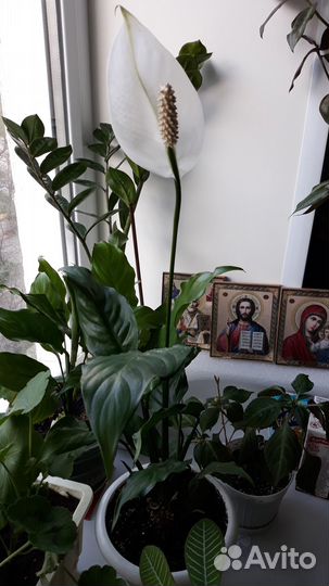 Спатифиллюм, женское счастье