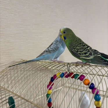 Волнистый попугай с клеткой