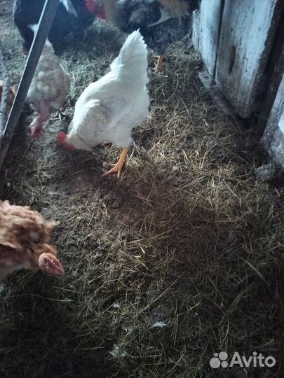 Молодые петухи