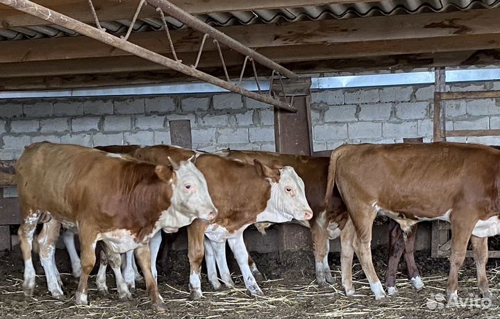 Продаются бычки
