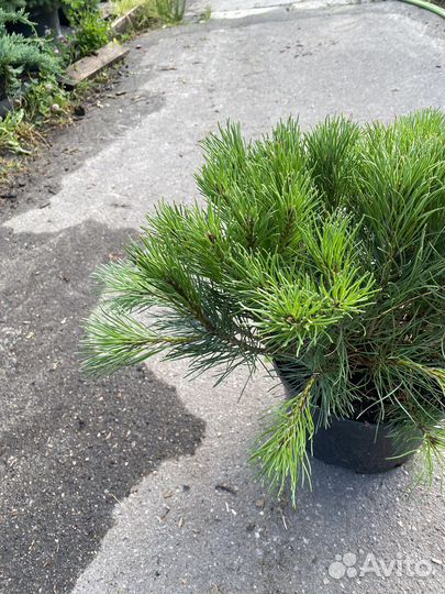 Сосна горная пумилио