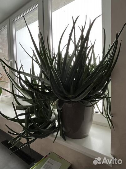 Алоэ Вера 8лет, 70см высота в горшке с автополивом