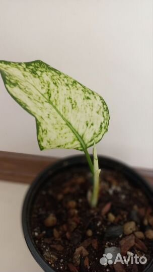 Аглаонема Вайт Джой