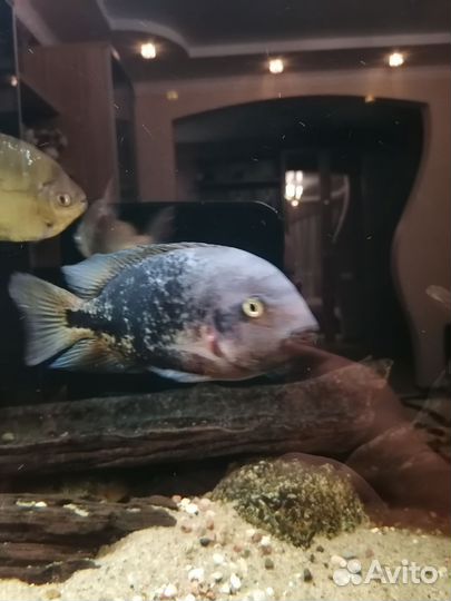 Вьеха Рио Азуфрис