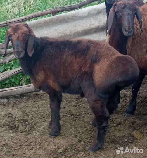 Овцы бараны ягнята