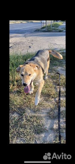 Метис гончей