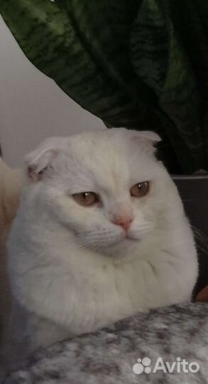 Шотландский вислоухий кот вязка