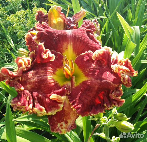 Лилейники сортовые