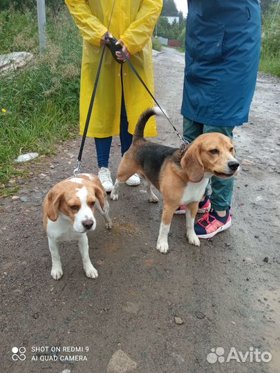 Щенки бигль