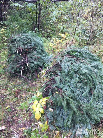 Пихтовое масло