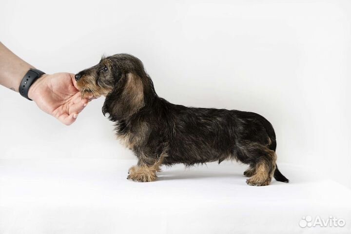 Жесткошерстный миниатюрный малыш