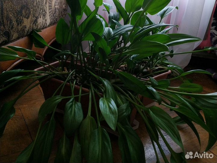 Дримиопсис, есть 2 ящика