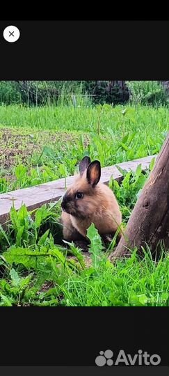 Декоративные кролики