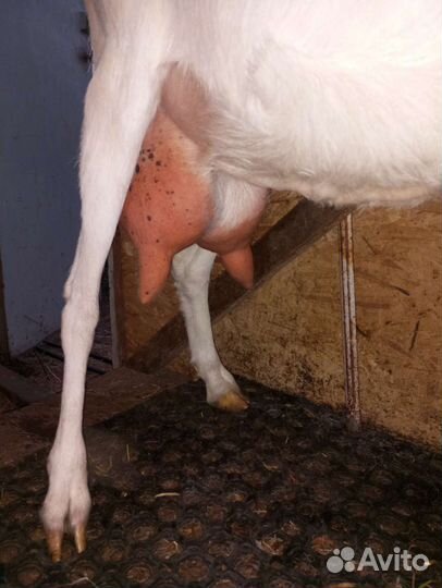 Зааненские дойные козы. Чешский козлик