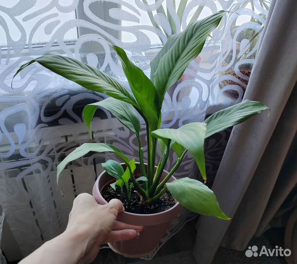 Спатифиллум