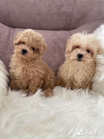 Мальтипу - мини