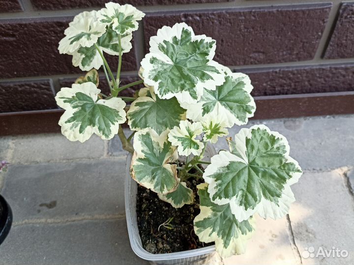 Комнатные цветы