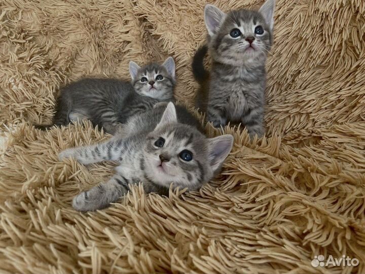 Кошки бесплатно