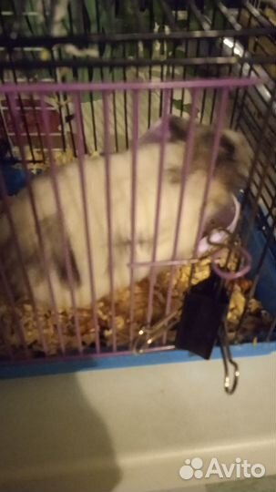 Сирийские хомячки