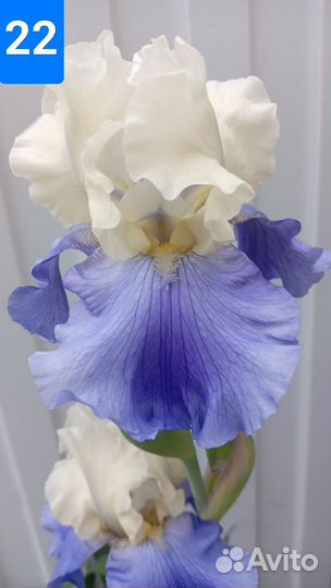 Продам Ирисы