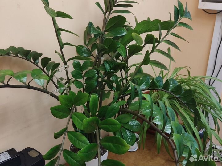 Замиокулькас