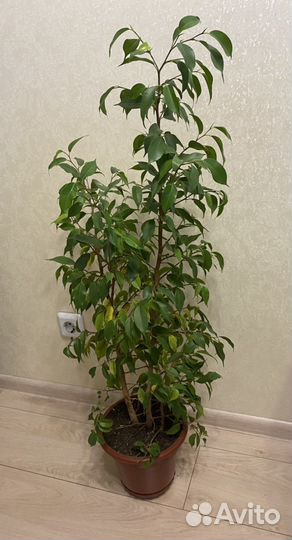 Фикус Бенджамина