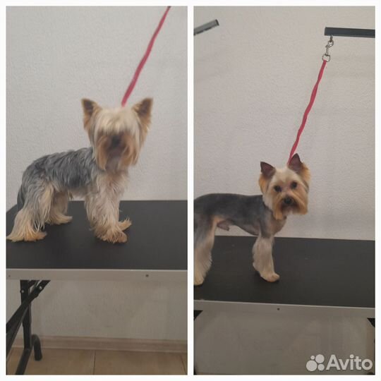 Груминг собак/ стрижка собак/ грумер