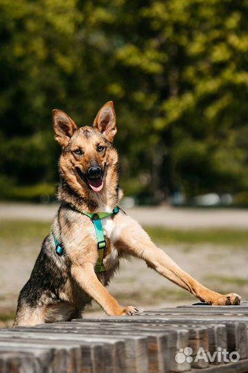 Собака в добрые руки
