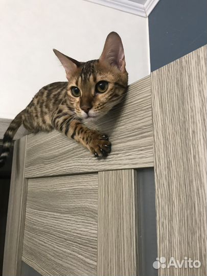 Бенгальская