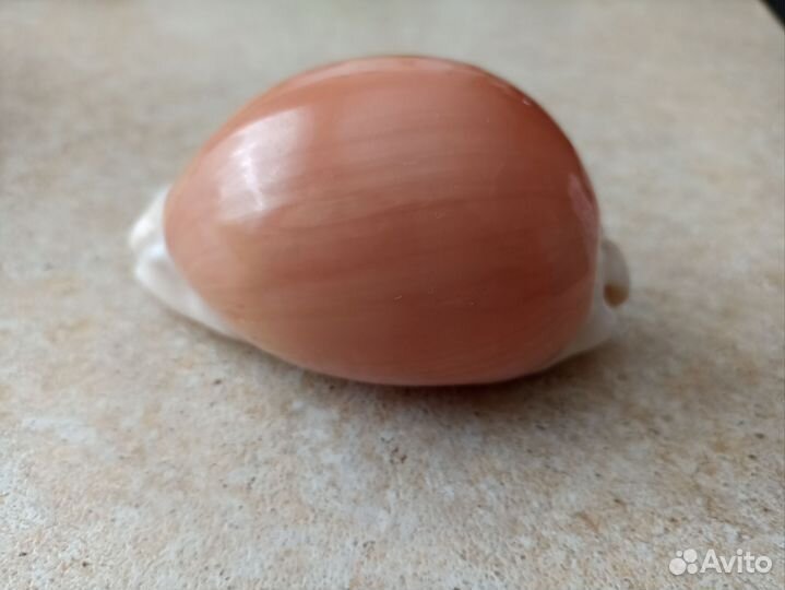 Cypraea aurantium