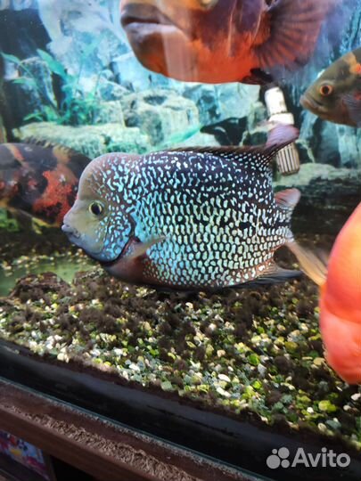 Фловер хорн самка