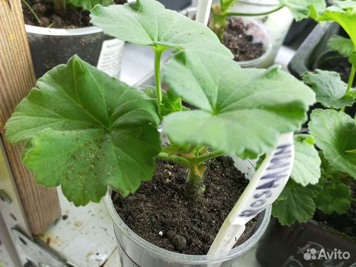 Пеларгония розалинда