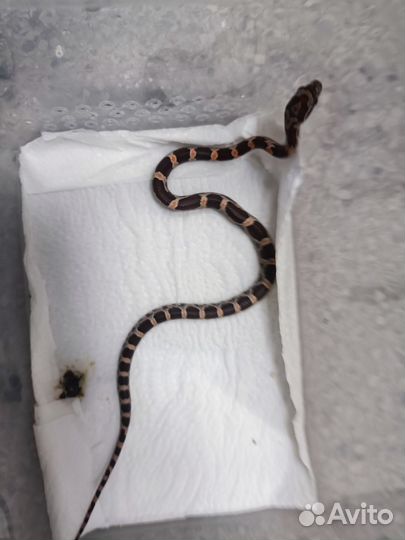 Маисовый полоз