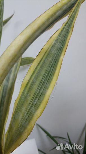 Сансевиерия