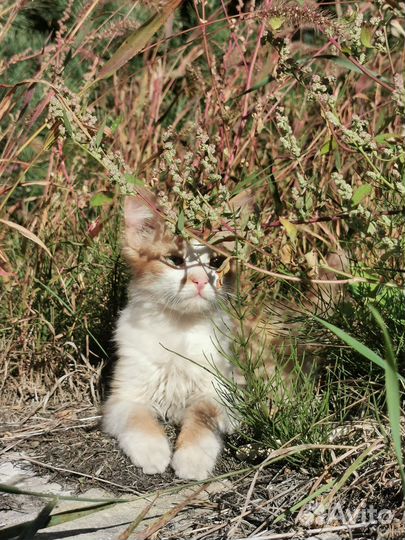 Котенок в добрые руки