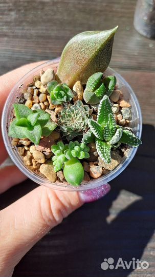 Суккуленты