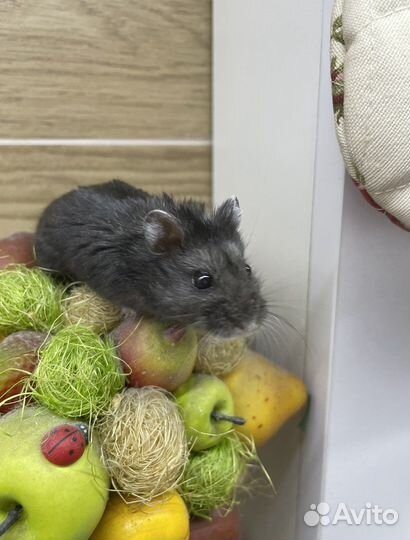 Хомяк Кэмпбелла