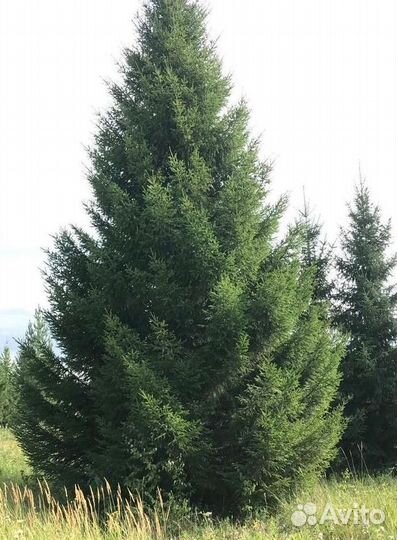 Ель 6+ м крупномер