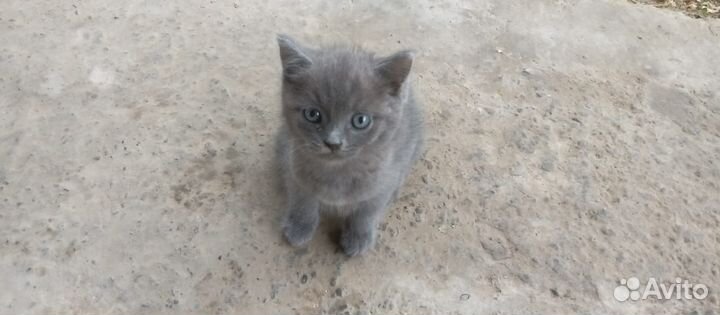 Отдам в добрые руки котят
