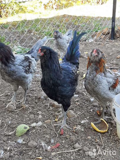 Петухи Амераукана