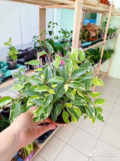 Хамедорея, маранта, Сингониум, фикус, замиокулькас