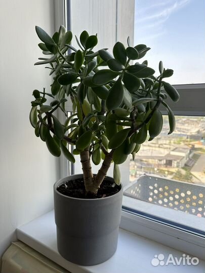 Толстянка (денежное дерево)