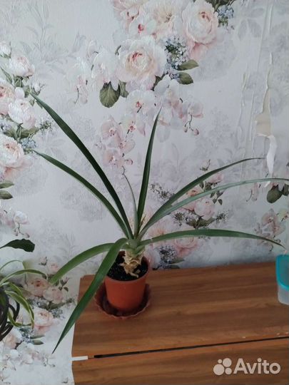 Комнатные цветы