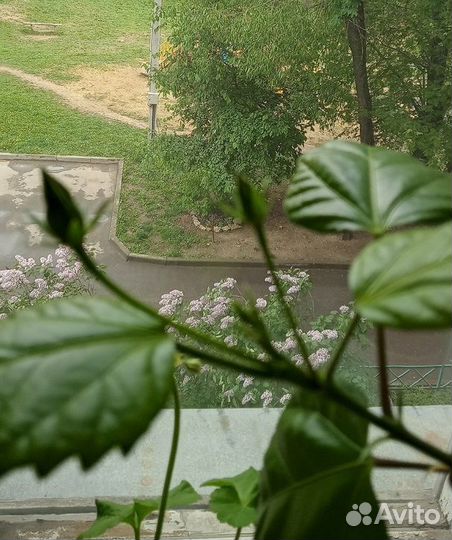 Китайская роза высотой 1 м с бутонами