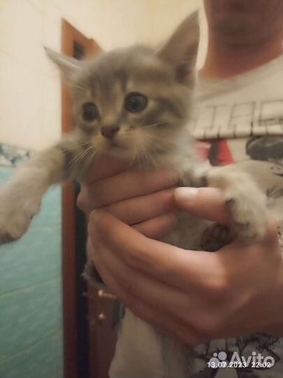 Кошки в добрые руки бесплатно