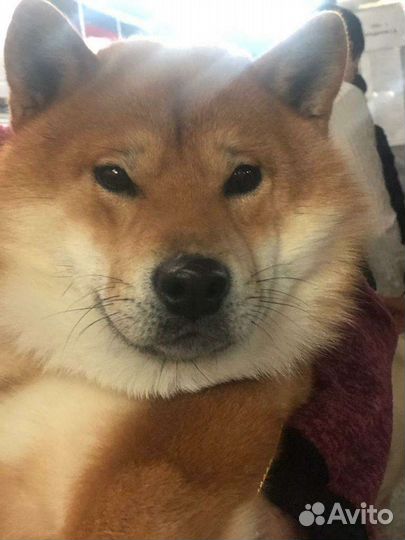 Вязка кобель Сиба Ину