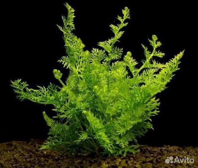 Индийский папоротник