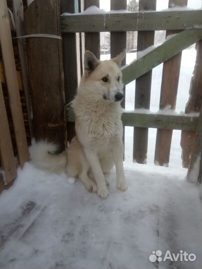 Рэй, кобель 1 год