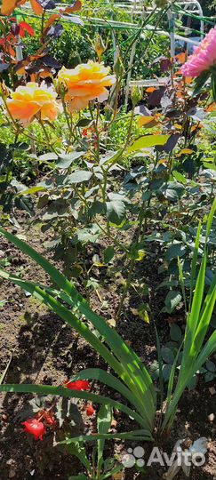 Роза чайно-гибридная Луи де Фюнес